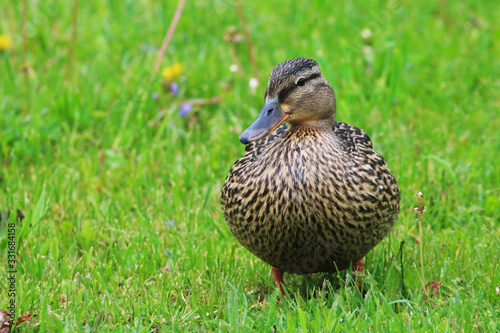 A duck (female) stands in close-up on the grass and reflects on life.