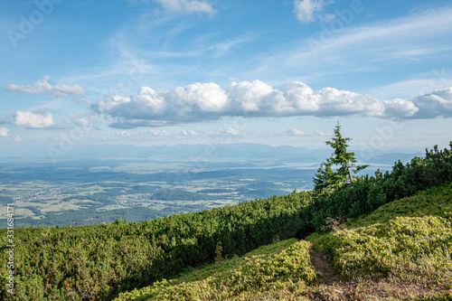 A panorama over a deep valley and the Tatra mountains in the background with the low-growth mountain pine forest in the foreground  