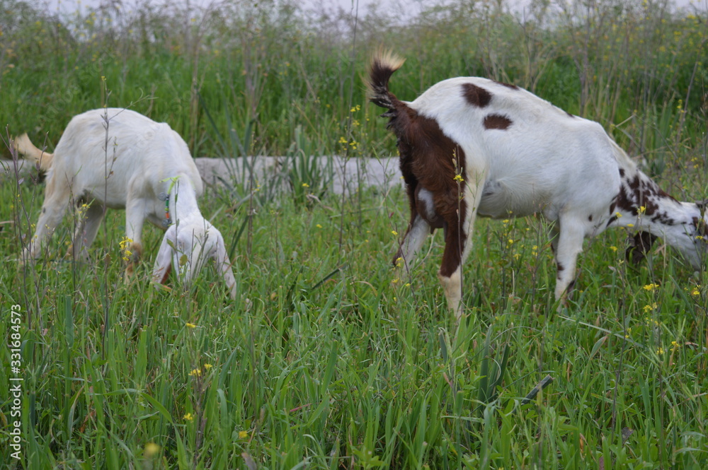 Obraz premium goats on a meadow