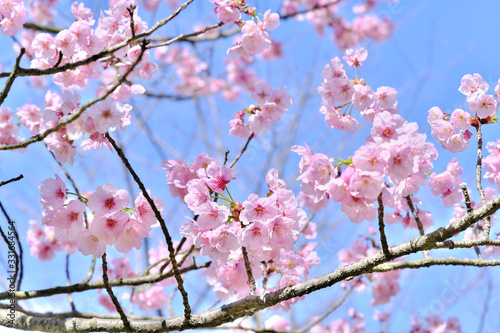 ピンク色に咲き誇る美しい陽光桜
