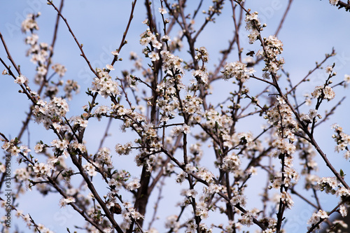  white small flowers bloom on a cherry tree and a bee flies to flowers against a blue sky