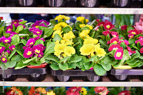 Primula flowers on shelves in a store