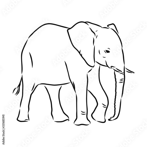 vector illustration of an elephant