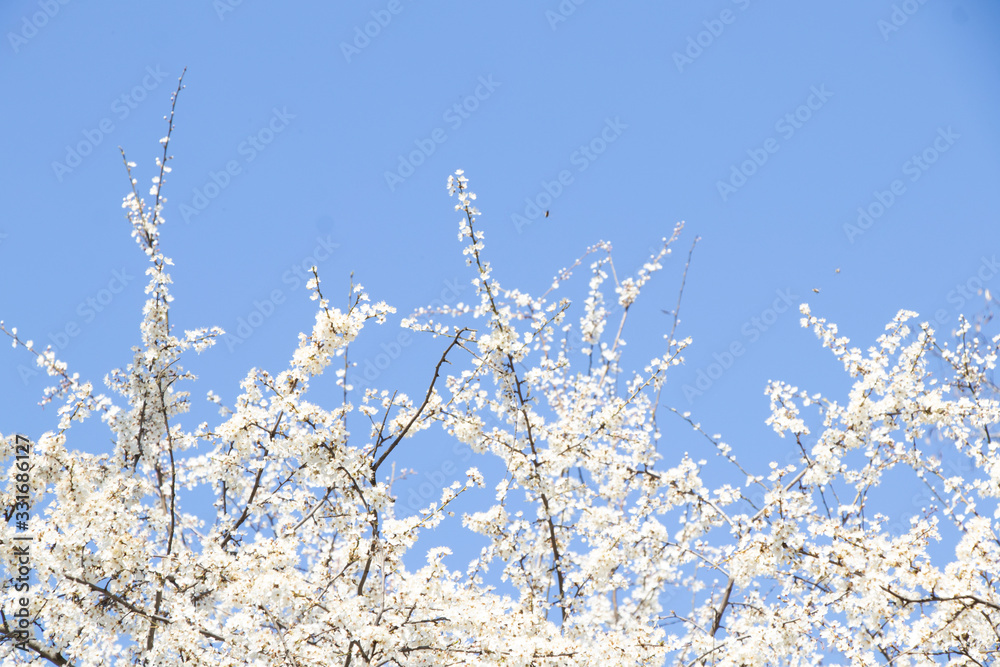 Spring sunny day. Fruit trees bloom, the air is warm and sweet. Blue sky. Smelly.