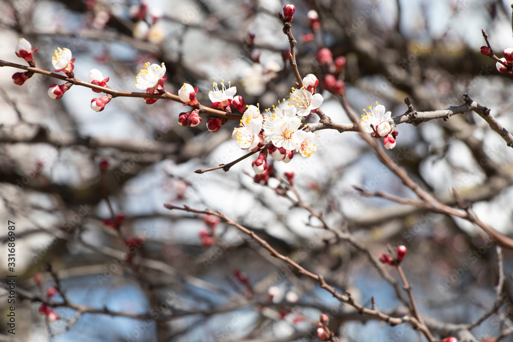 Spring sunny day. Fruit trees bloom, the air is warm and sweet. Blue sky. Smelly. Spring sunny day. Fruit trees bloom, the air is warm and sweet. Blue sky. Smelly.
