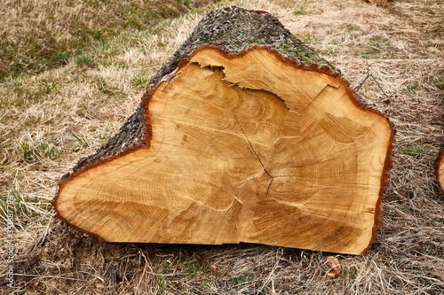 felled tree round trunk timber