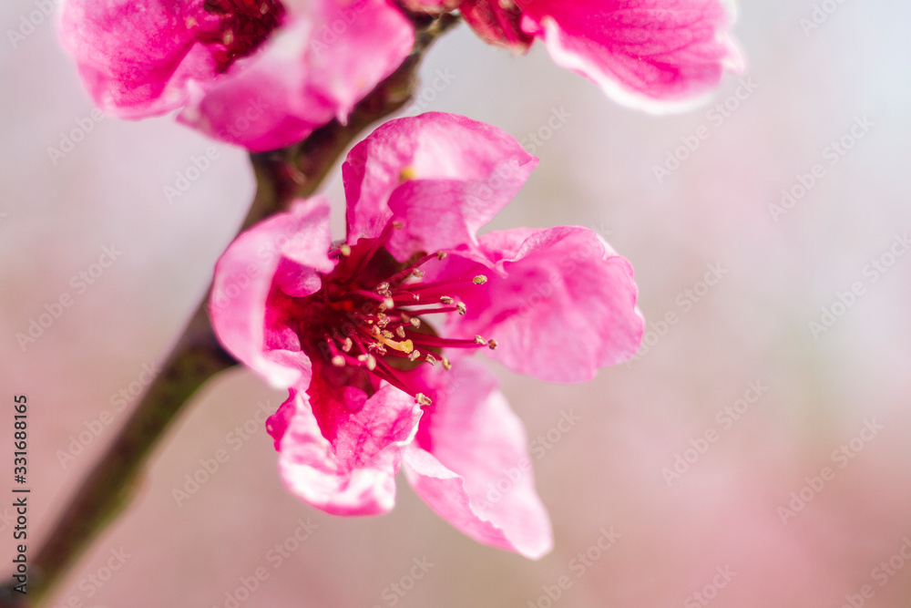 Blooming pink flowers and peach trees in the orchard. Blooming pink flowers and peach trees in the orchard.