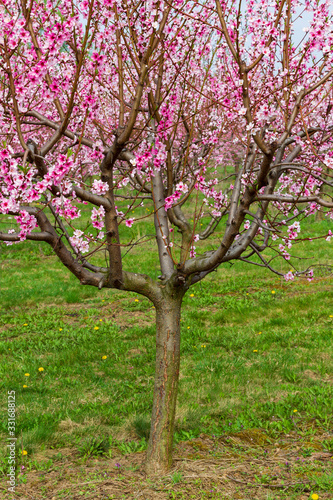 Blooming pink flowers and peach trees in the orchard.