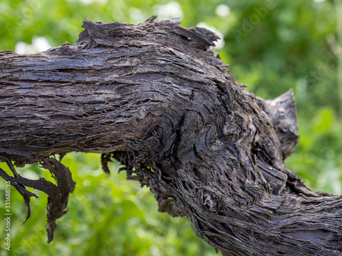 Closeup view of vine trunk. Old strain skin detail.