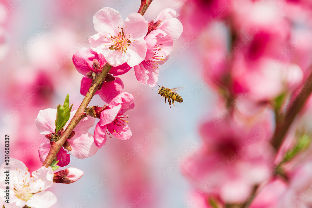 Close-up of branch with flowers of peach in orchard, on which flies bee. Background is pink.