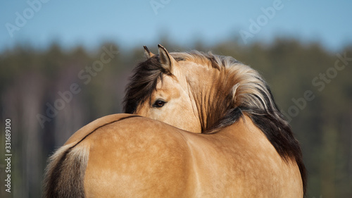 Beautiful buckskin horse with long mane looks back on natural background, portrait closeup