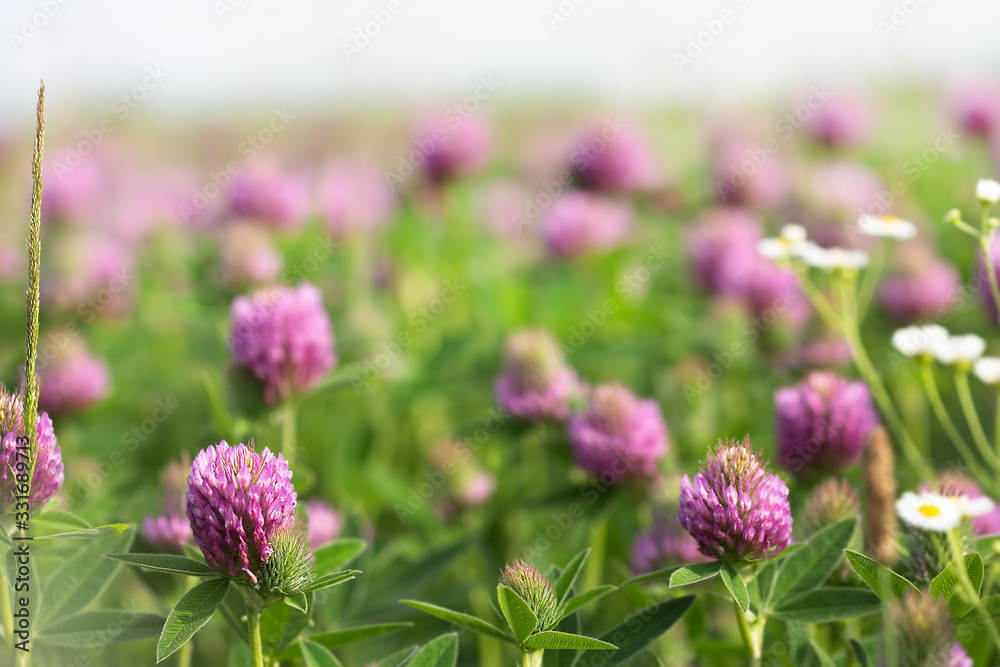 Clover field. Flowering clover. Beautiful trefoil flowers on a green background. Medicinal plant. Clover field. Flowering clover. Beautiful trefoil flowers on a green background. Medicinal plant.
