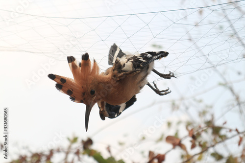 Woodpecker get involved with the net.