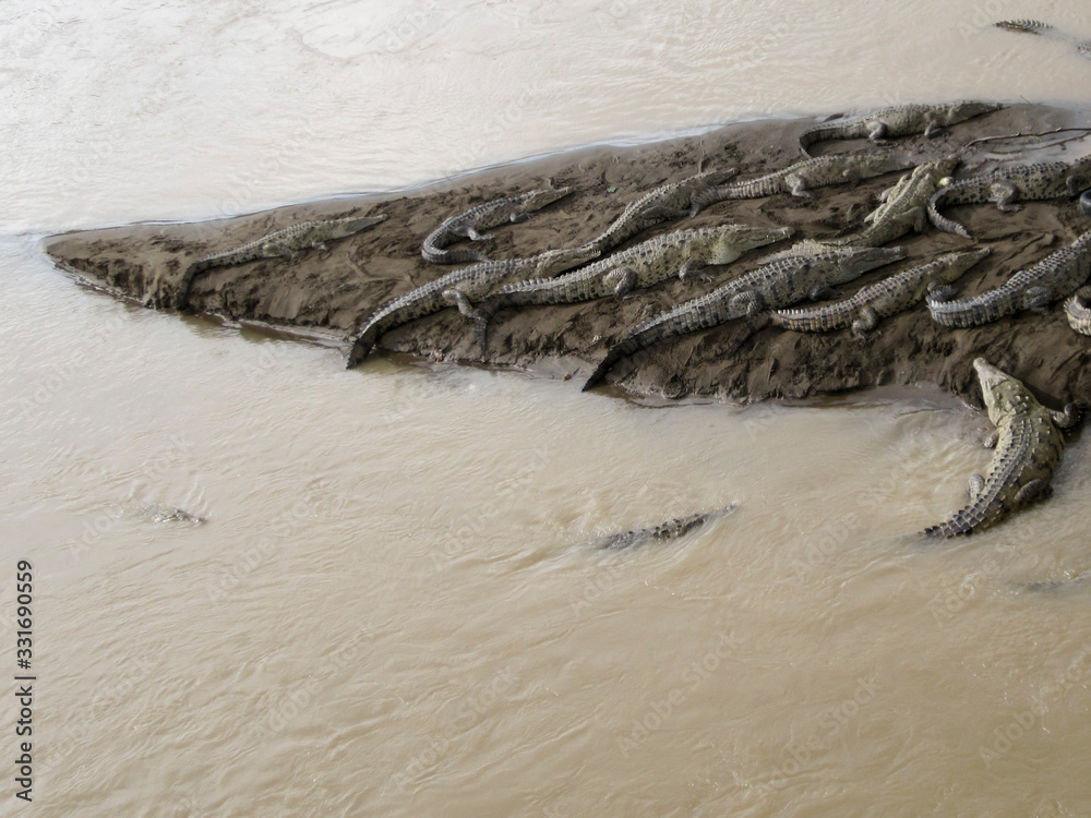 Alligators in muddy water