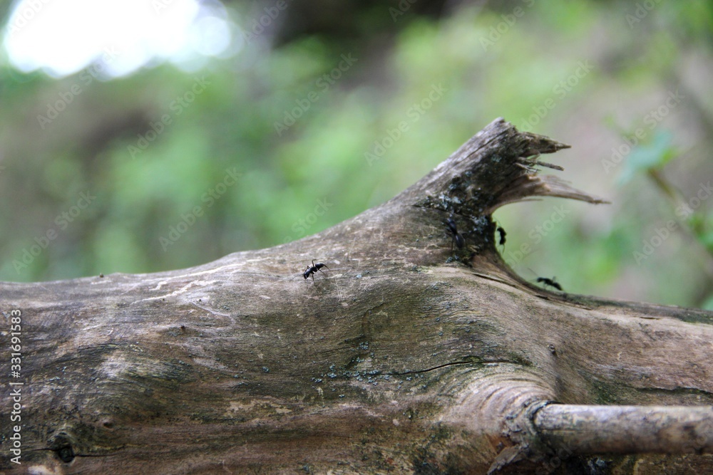 black ant on a log. old wood snag and black ants. dried wood and ants.