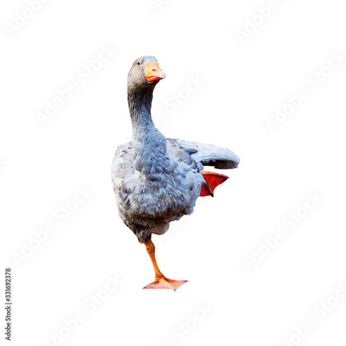 Domestic goose isolated on white background. A greylag goose does exercises, stretches, standing on one leg. Anser anser