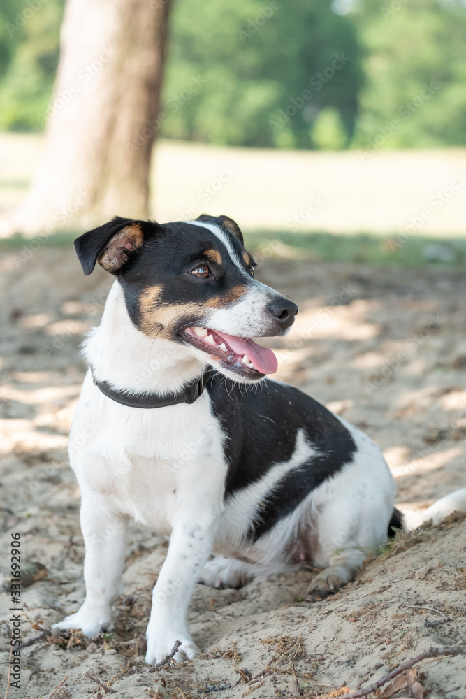Happy sitting young Jack Russel terrier dog white and brown color in full body, six mounths old, under morning sunlight on a good weather day