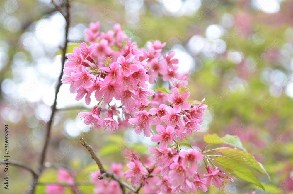 cherry tree blossom