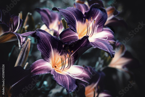 Lily flowers on a dark background close-up stylized