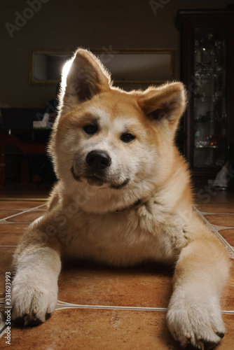 Akita dog looking at the camera with confused face