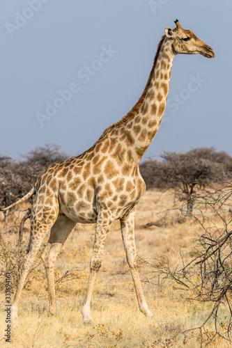 giraffe portrait in Etosha, Namibia