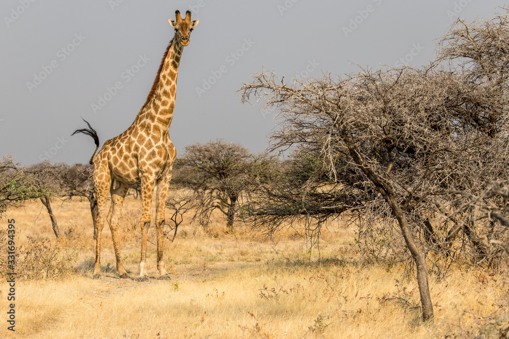 Obraz premium giraffe portrait in Etosha, Namibia
