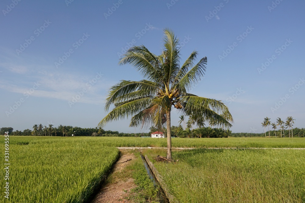 palm trees in field