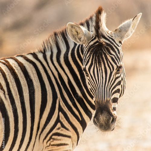 family portrait of zebras in Etosha  Namibia