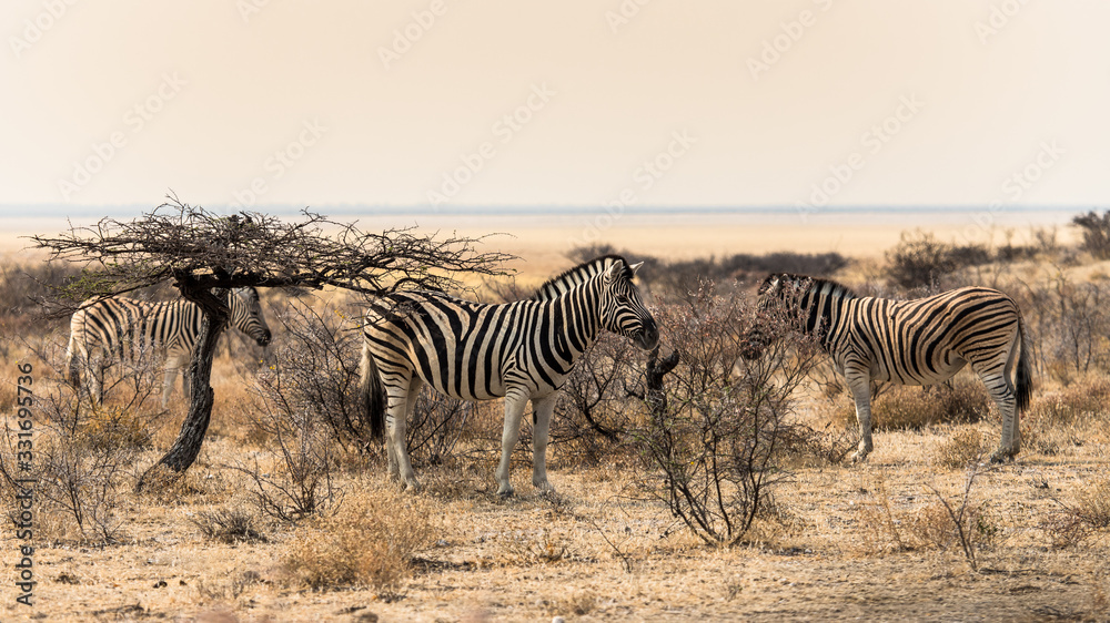 Obraz premium family portrait of zebras in Etosha, Namibia