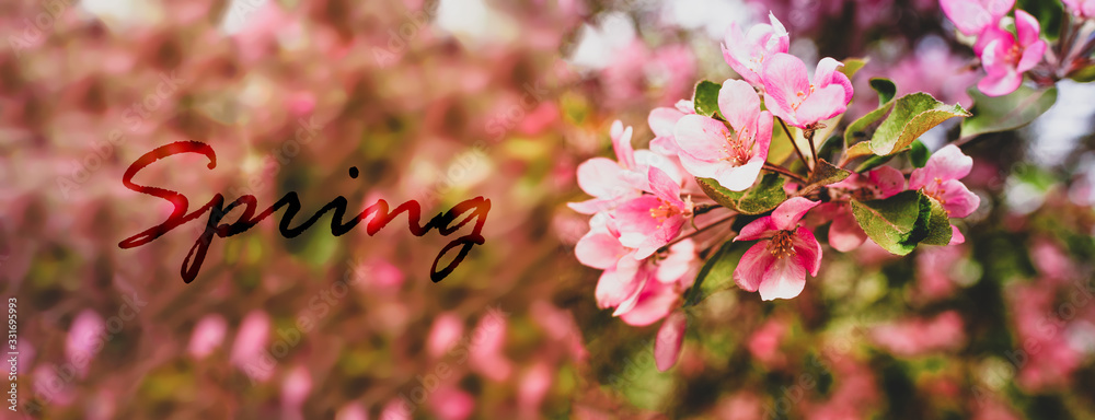 Fototapeta Branches of a blossoming pink tree of apple or sakura closeup spring text. Spring natural natural background.