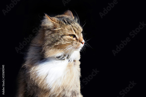 Portrait of long-haired gray cat on black background. Fluffy grey cat on sun, wind, copy space © ANGHI