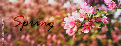 Fototapeta Branches of a blossoming pink tree of apple or sakura closeup spring text. Spring natural natural background.
