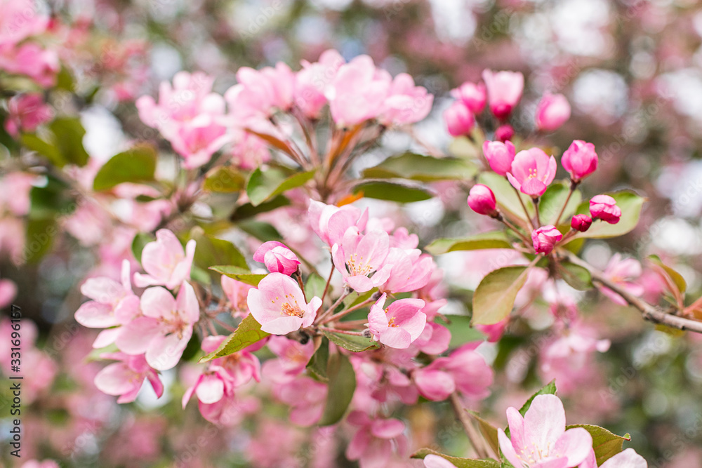 Branches of blossoming pink tree of apple or sakura close-up. Selective focus. Horizontal frame Branches of blossoming pink tree of apple or sakura close-up. Selective focus. Horizontal frame