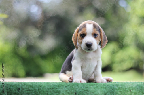 Adorable tricolor beagle puppy on green grass