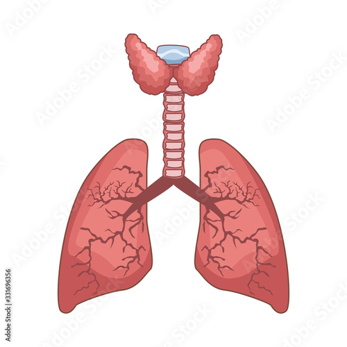 lungs organ human isolated icon