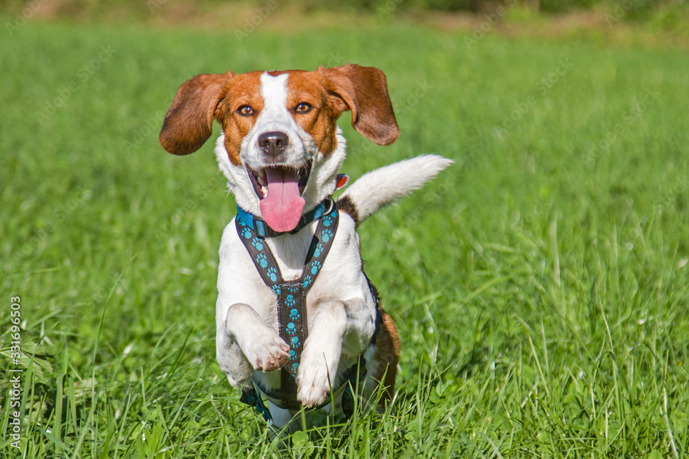 Laufender Beagle