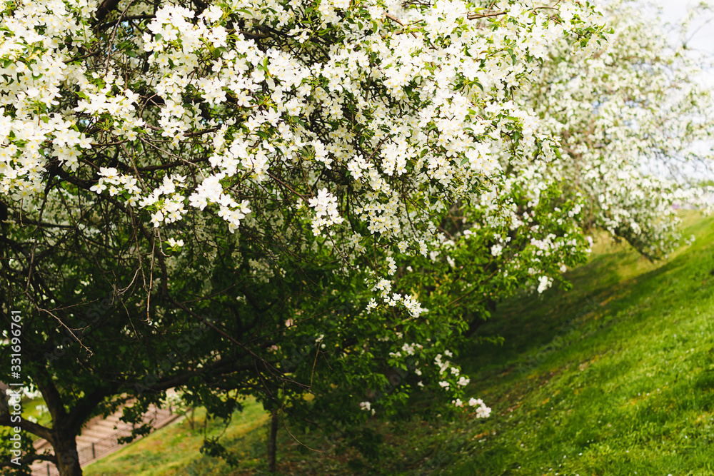 Branches of blossoming tree of apple or sakura close-up. Selective focus. Horizontal frame copy space Branches of blossoming tree of apple or sakura close-up. Selective focus. Horizontal frame copy space