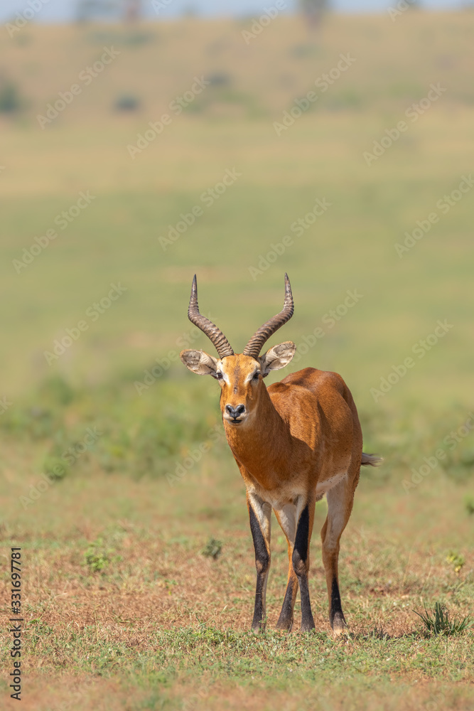 A male kob (Kobus kob), Murchison Falls National Park, Uganda. A male kob (Kobus kob), Murchison Falls National Park, Uganda.