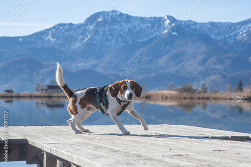 Beagle am Eichsee photo