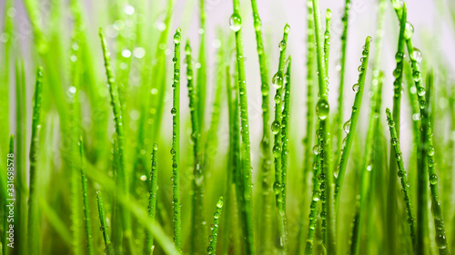 Spring young grass in drops of dew.