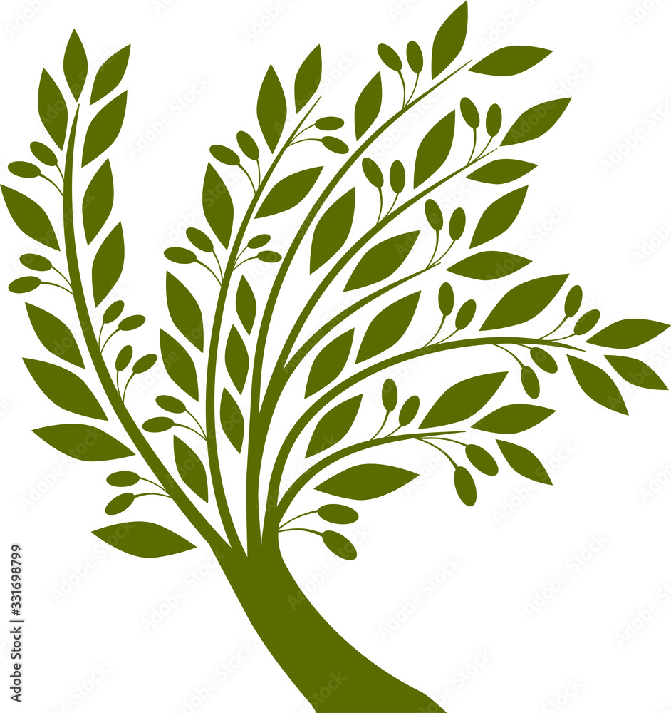 Obraz premium Olive tree