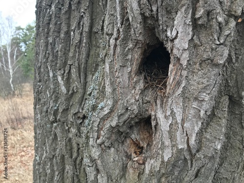 Bird's nest in the hollow of an old oak.