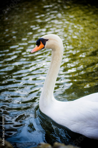 Beautiful white swan on a lake