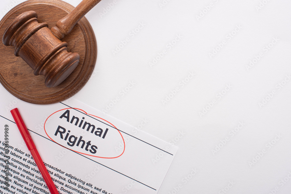 top view of judge gavel, animal rights inscription and red felt pen on white background top view of judge gavel, animal rights inscription and red felt pen on white background