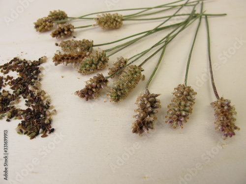 Ribwort plantain inflorescences and edible seeds