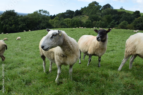 Sheep