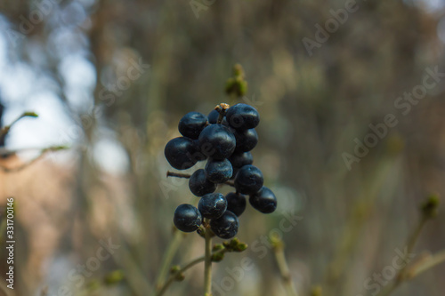 black berries on branch on blurred background