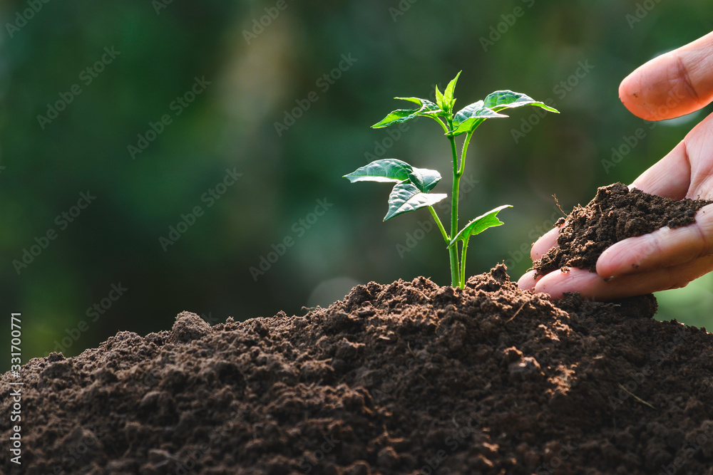 Closeup hand of person holding abundance soil with young plant in hand   for agriculture or planting peach nature concept. - obrazy, fototapety, plakaty 