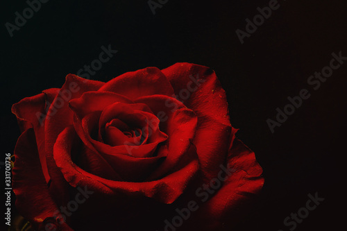 Fototapeta Naklejka Na Ścianę i Meble -  red rose in the dark room
