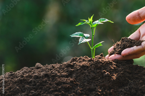 Closeup hand of person holding abundance soil with young plant in hand   for agriculture or planting peach nature concept. photo